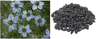 Potential health benefits of Nigella sativa on diabetes mellitus and its complications: A review from laboratory studies to clinical trials